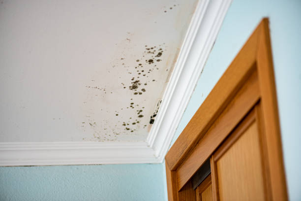 Best Professional Mold Removal  in Sunland Park, NM