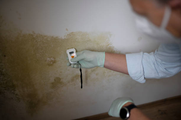 Office Mold Removal Services in Sunland Park, NM