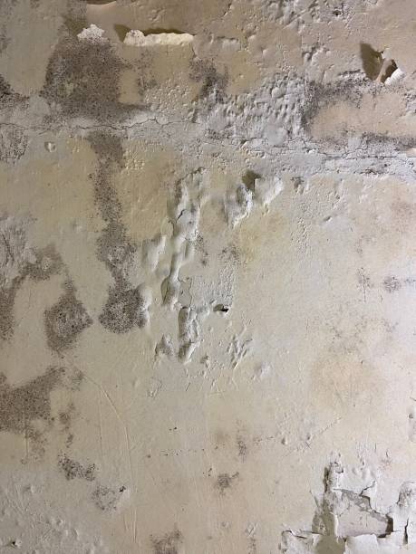 Water Damage Restoration in Sunland Park, NM