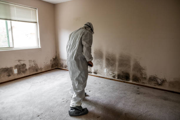 Best Professional Mold Removal  in Sunland Park, NM