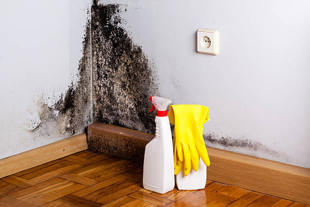 Best Certified Mold Removal  in Sunland Park, NM