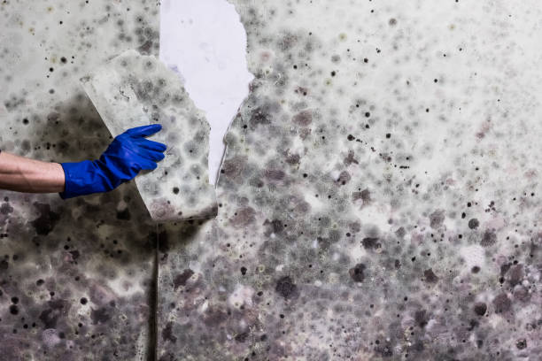 Best Crawl Space Mold Removal  in Sunland Park, NM