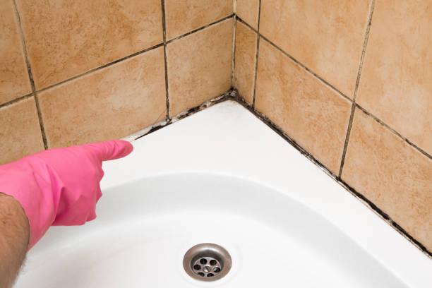 Best Local Mold Removal Service  in Sunland Park, NM